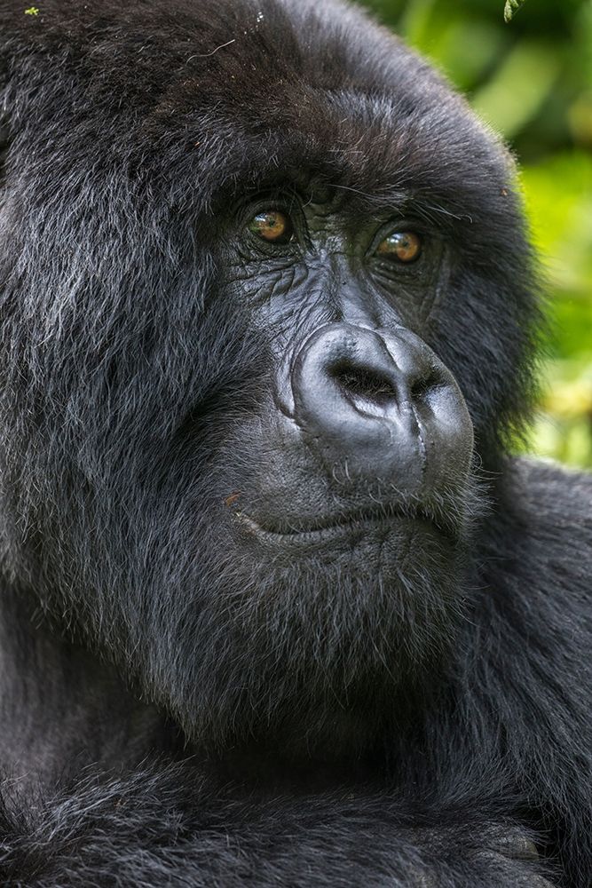 Africa-Rwanda-Volcanoes National Park-Close-up portrait of adult male Mountain Gorilla art print by Paul Souders for $57.95 CAD
